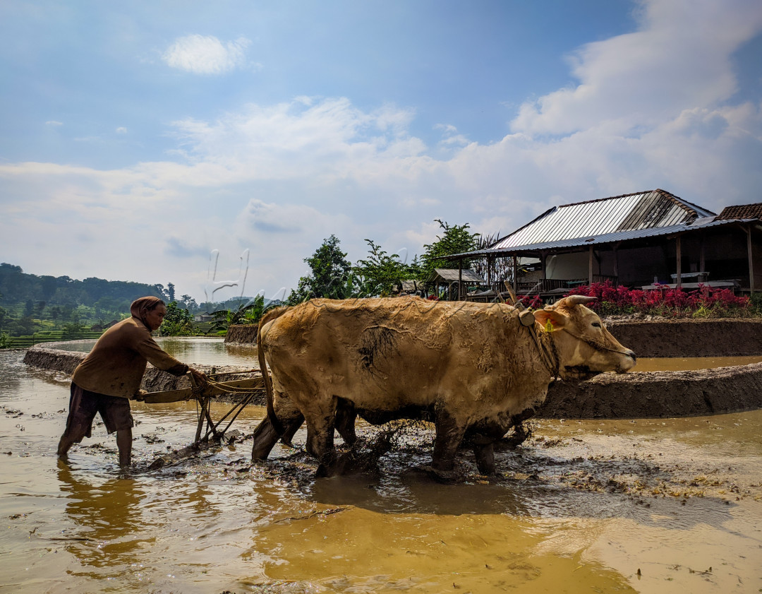 Karena dengan membajak sawah menggunakan kerbau dan bajak tradisional ini diyakini akan mampu mempertahankan humus tanah dan menjaga kwalitas dari padi yang dihasilkan, tekstur lumpur pun lebih halus dan tidak tercemari oleh limpahan bahan bakar dan oli.