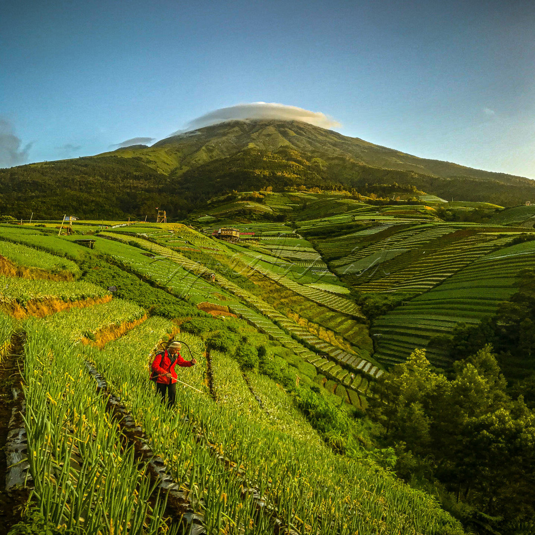 Petani di desa sukomakmur, Kajoran Magelang menyirami tanaman bawang agar tumbuh Subur sehingga mendapatkan panen yang maksimal dan menaikkan perekonomian petani selain bisa menjadikan lahan kebun menjadi objek pariwisata yang eksotik untuk di nikmati