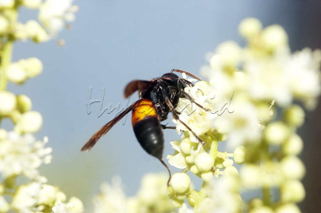 A bee just landed in front of my place 2 days ago. In Indonesian language it is called "Lebah". In order to get a good result then i used a flash external because of insufficient light.