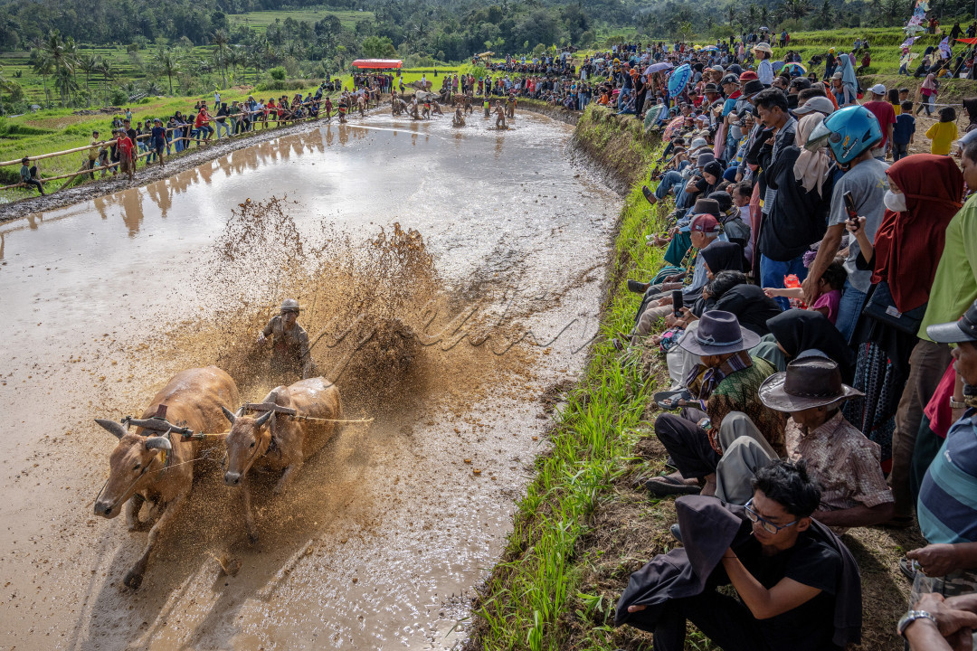 Pacu Jawi, olahraga ekstrim tradisional Miangkabau.