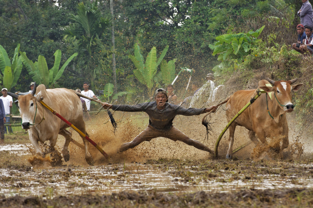 Salah satu tradisi di Kabupaten Tanah Datar, dimana saat akan bertanam kembali diadakan kegiatan Pacu Jawi dan sekaligus berguna untuk membajak sawah yang akan ditanam kembali.