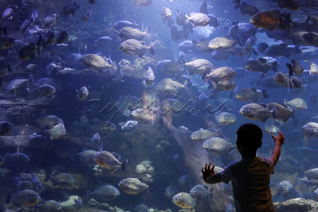 Wisatawan mengamati ikan di Sea World Ancol, Jakarta. 