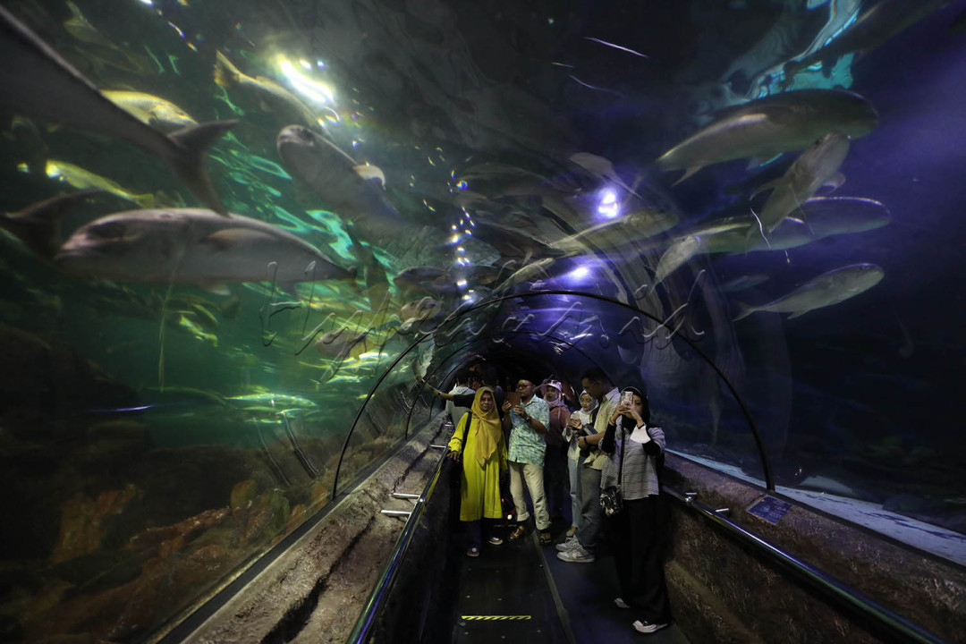 Di Sea World Ancol kita dapat menemukan berbagai macam biota laut dari beragam spesies yang ada, yakni sekitar 7.300 ekor biota air tawar, 11.500 ekor biota dari jenis ikan dan avertebrata, serta 3 jenis reptil.