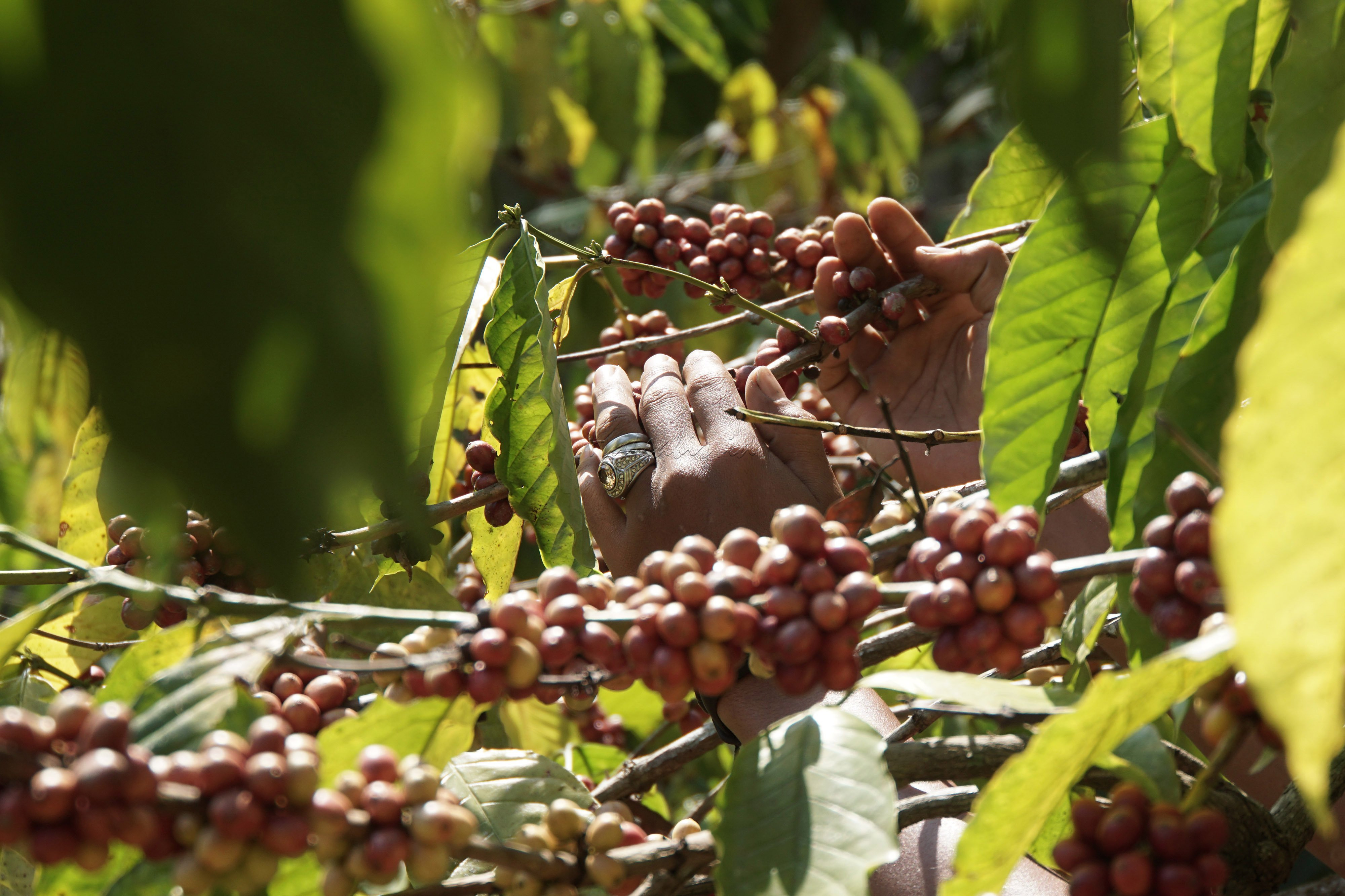 Panen kopi